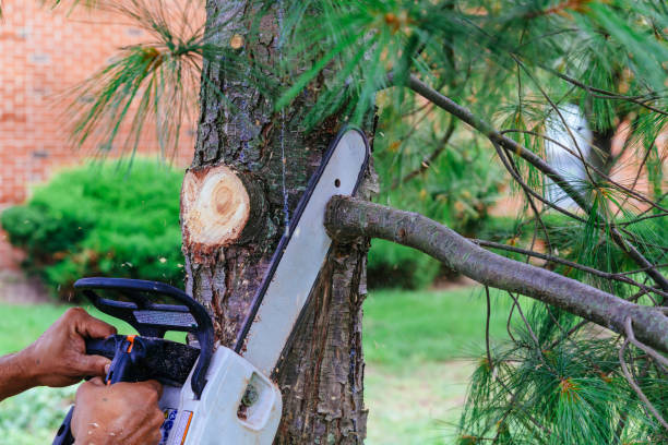 Best Stump Grinding Near Me  in Boerne, TX